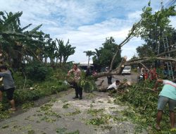 Aksi Cepat Polsek Wedarijaksa Tangani Pohon Tumbang, Satu Korban Jiwa