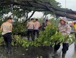 Pohon Tumbang Menghalangi Jalan, Polresta Pati Dibantu Relawan Gerak Cepat Turun Tangan