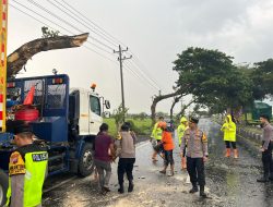 Berjibaku di bawah Guyuran Hujan, Polresta Pati dan Relawan Evakuasi Pohon Tumbang di JLS