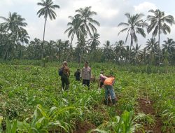Polsek Candipuro Aktif Dukung Ketahanan Pangan Nasional, Pantau Perkembangan Jagung di Lahan Perhutani