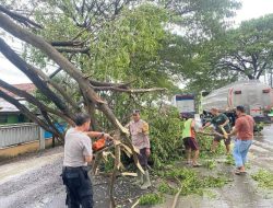 Siap Tanggap Aduan Masyarakat, Polsek Batangan Evaluasi Pohon Patah
