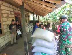Babinsa Koramil 03/Patuk, Dampingi Bulog Serap Gabah Petani Kalurahan Terbah