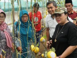 Bupati Gunungkidul Hadiri Kegiatan Penanaman Bibit dan Panen Raya Melon di Kalisuci