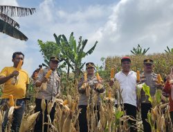 Sinergi Polresta Pati dan Petani Beketel Dongkrak Ketahanan Pangan Lokal Melalui Panen Jagung Melimpah