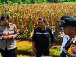 Panen Jagung Melimpah di Pati: Sinergi Polresta dan Petani Tingkatkan Ketahanan Pangan