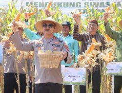 Komitmen Pati untuk Ketahanan Pangan: Dari Panen Raya hingga Target 180 Ribu Ton Jagung