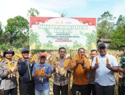 Kapolres AKBP Emil Eka Putra bersama Bupati Rohul, Panen Raya Jagung Serentak Kuartal ll di Dua Lokasi Berbeda.