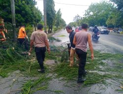Sigap! Polresta Pati Normalisasi Lalu Lintas Usai Pohon Tumbang