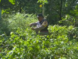 Dukung Ketahanan Pangan, Bhabinkamtibmas Polresta Pati Kembangkan Integrated Farming di Tayu