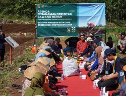 Kalurahan Karangasem Kembangkan Budidaya Bawang Merah Lewat Dana Keistimewaan