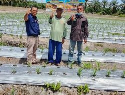 Desa Simpang Harapan Dukung Program Ketahanan Pangan Nasional, Tanam Jagung Tumbuh Subur