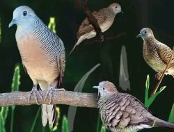 Katuranggan Manuk Kutut: Kawruh Jawa Bab Tuah, Pratandha, lan Rasa