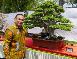 Pati Tuan Rumah Kontes Bonsai Nasional, Bupati Apresiasi PPBI