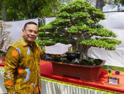 Pati Tuan Rumah Kontes Bonsai Nasional, Bupati Apresiasi PPBI
