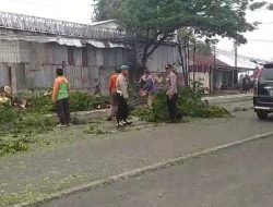 Hujan Deras Disertai Angin, Pohon Trembesi Tumbang: Polisi Sigap Atur Lalu Lintas