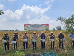 Polresta Pati Gelar Panen Raya Jagung Serentak Kuartal III di Desa Jimbaran