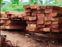 Jaringan Rapi Mafia Kayu: Oknum unit Intel Diduga Jadi Pengawal Truk-Truk Kayu Haram