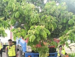 Aksi Cepat Polresta Pati! Pohon Raksasa Tumbang Lumpuhkan Jalan, PAMAPTA Hadir Setelah Laporan 110 Masuk!