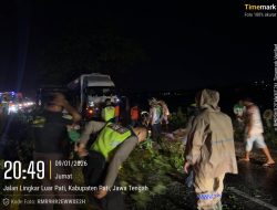 Pohon Trembesi Tumbang di JLS Pati–Juwana, Polsek Pati Kota Bergerak Cepat Amankan Lalu Lintas