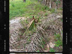 Ketua LP Nasdem Prov Riau Bapak Barita Ritonga Meminta Kepada Bapak Kapolres Kampar Supaya Lebih Serius Menangani Kasus Laporan Masyarakat Terkait Perusakan Kebun Sawit Masyarakat