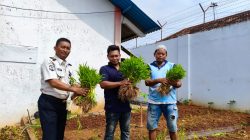 Dukung Ketahanan Pangan, Lapas Kelas II B Pati Panen Kangkung