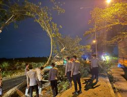 Respons Cepat Polresta Pati Tangani Pohon Tumbang di JLS, Arus Lalu Lintas Kembali Normal