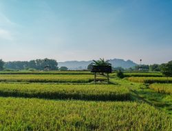 Kementerian ATR/BPN Dukung Swasembada Pangan Lewat Penguatan Kebijakan LBS, LP2B, dan LSD