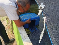 Lapas Kelas II B Pati Tebar 5.000 ekor benih Ikan Lele