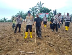 Sinergi Polri dan Masyarakat, Polsek Rambah Samo Wujudkan Ketahanan Pangan Lewat Penanaman Jagung