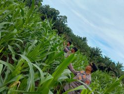 Dukung Program Ketahanan Pangan Nasional, Jajaran Polsek Rambah Samo Laksanakan Pengecekan Tanaman Jagung di Desa Teluk Aur