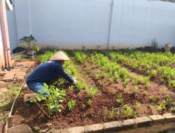 Dukung Ketahanan Pangan Dari Balik Jeruji, Warga Binaan Lapas Pati Produktif Budidaya Kangkung