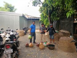Berawal dari Laporan 110, Polisi Gerebek Dugaan Sabung Ayam di Bae Kudus