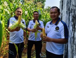 Lapas Kelas II B Pati Panen Jagung di lahan SAE (Sarana Asimilasi dan Edukasi)