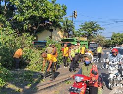 Polresta Pati Gerak Cepat Evakuasi Pohon Tumbang di Jalan Sunan Kalijaga, Arus Lalu Lintas Kembali Normal