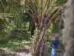 Maraknya Aksi Pencurian Sawit, Ketua KUD BUM Desa Boncah Kesuma Justru Bungkam Saat Dikonfirmasi