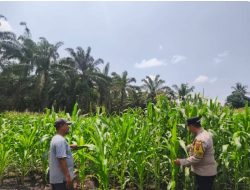 Dukung Swasembada Pangan, Polsek Tambusai Utara Lakukan Pengecekan Perkembangan Ketahanan Pangan Jagung Monokultur di Desa Bangun Jaya