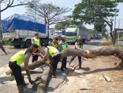 Polresta Pati Evakuasi Pohon Tumbang di Jalur Pantura Juwana, Arus Lalu Lintas Kembali Normal