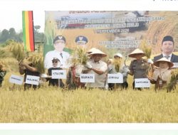 Bupati Anton Panen Padi di Rambah Baru, Produktivitas Tembus 8,9 Ton per Hektare