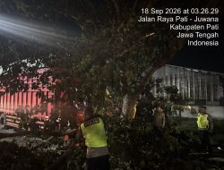 Pohon Trembesi Tumbang di Jalur Pati-Juwana, Polisi Pati Gercep Evakuasi Tengah Malam
