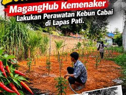 Manfaatkan Lahan Idle, MagangHub Kemenaker Lakukan Perawatan Kebun Cabai di Lapas Pati