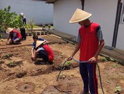 Dukung Ketahanan Pangan, Anak Binaan LPKA Kutoarjo Belajar Budidaya Tanaman Terong